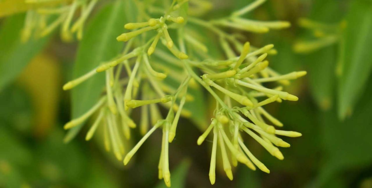 Melisa Çiçeği Bakımı ve Özellikleri - Ali Botanik Aş.